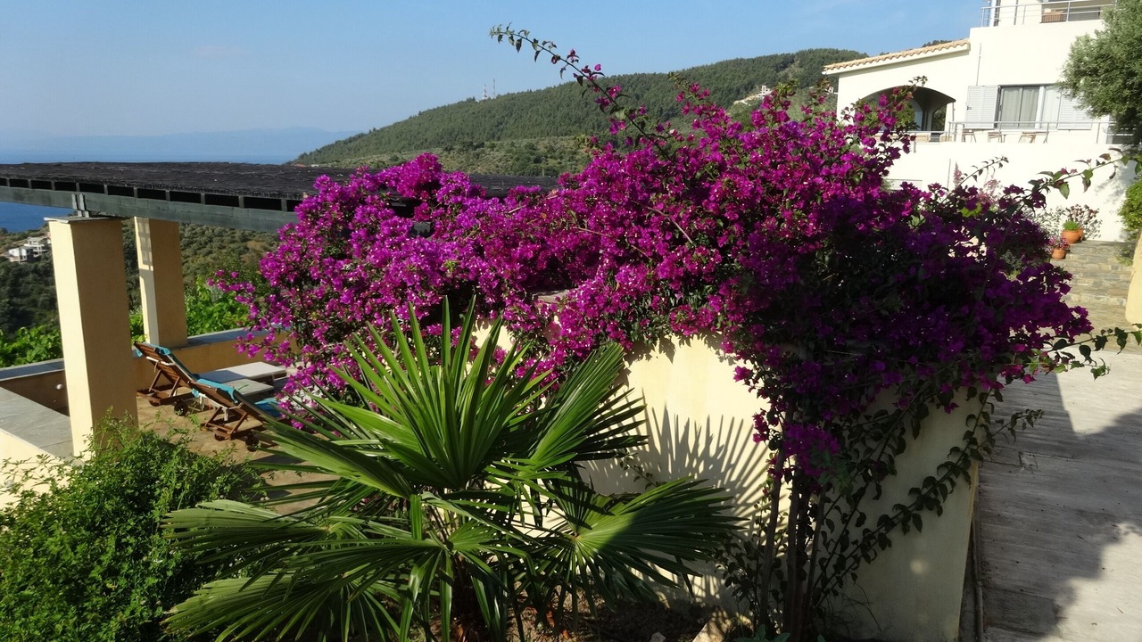 Photo of Outdoor in Skiathos Town