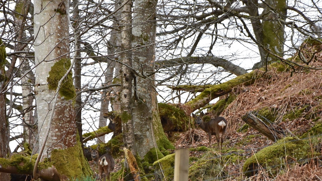 Photo of Outdoor in Killin