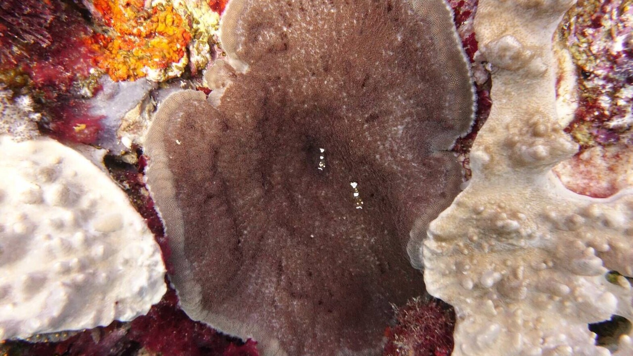 Photo of Others in Labuan Bajo