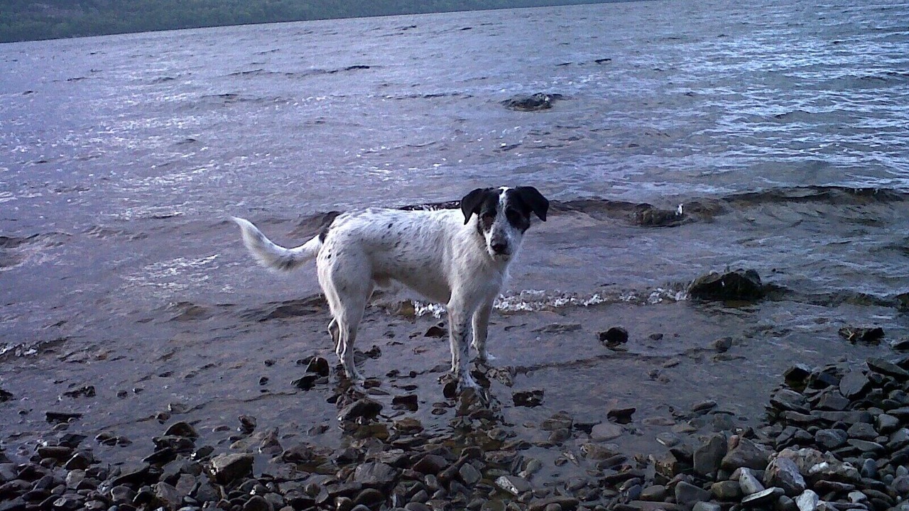 Photo of Others in Inverfarigaig