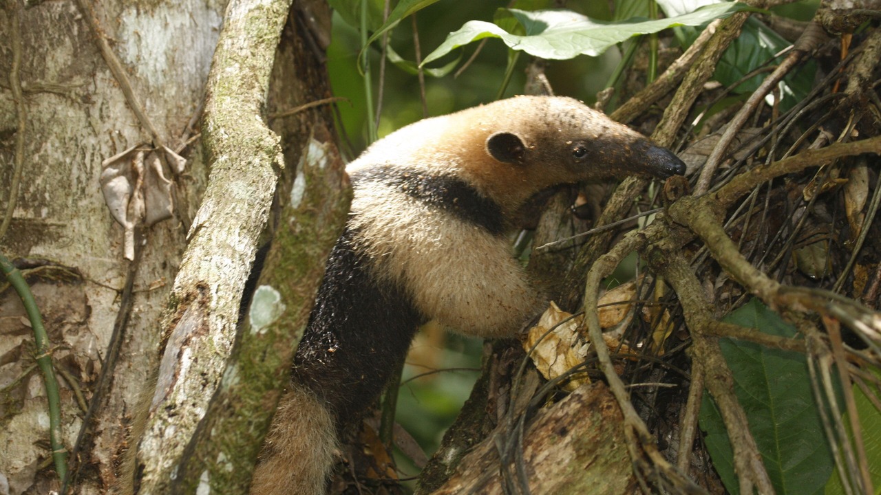 Photo of Outdoor in Cabo Matapalo