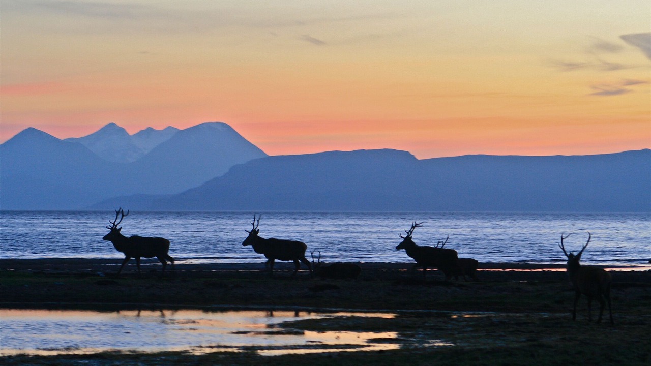 Photo of Others in Strathcarron