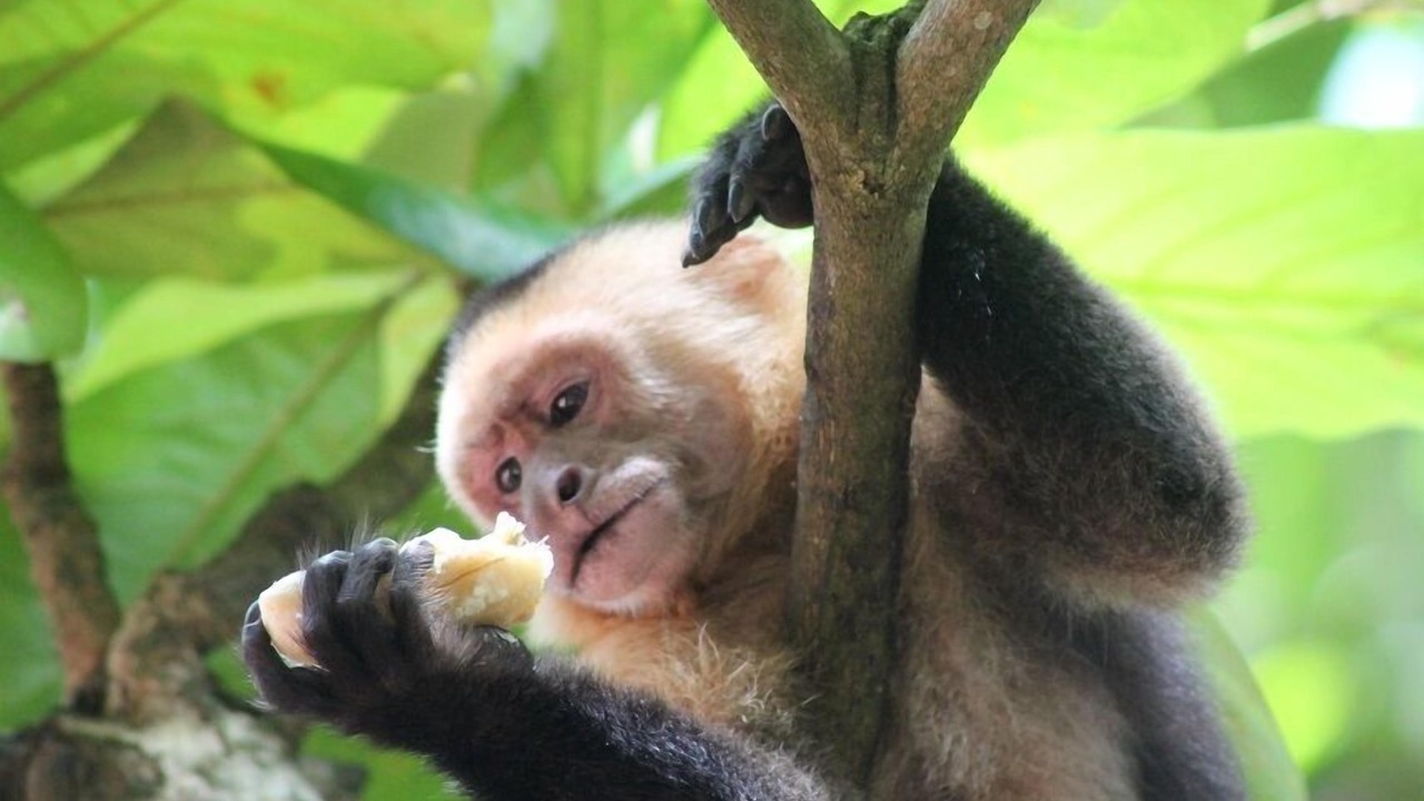 Photo of Others in Paquera