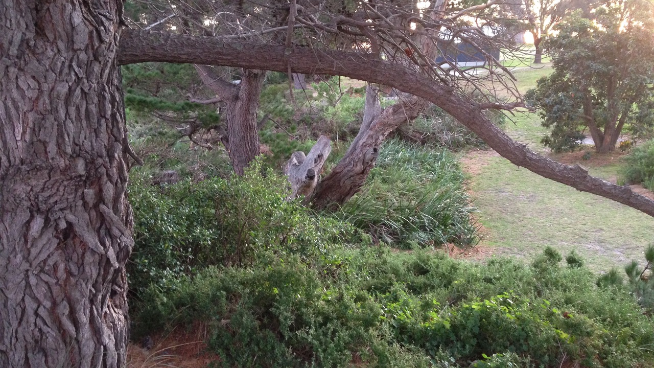 Photo of Outdoor in Bicheno