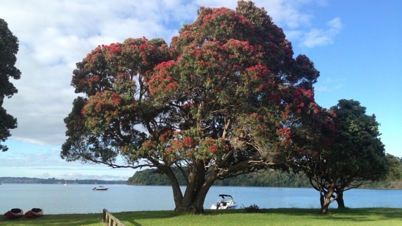 Photo of Others in Tawharanui