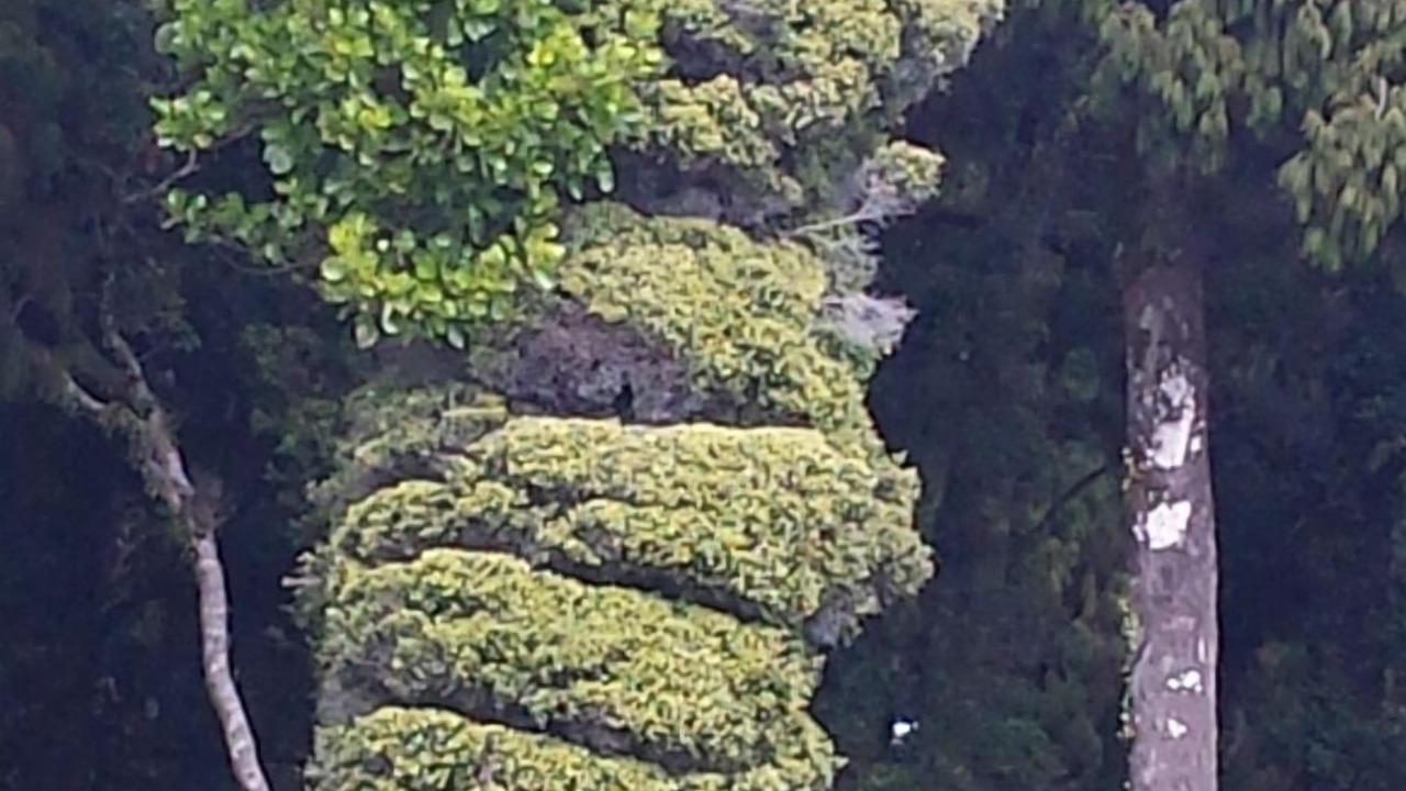 Photo of Others in Okuru
