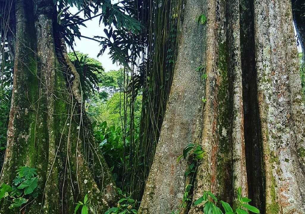 Photo of Others in Puerto Viejo de Talamanca