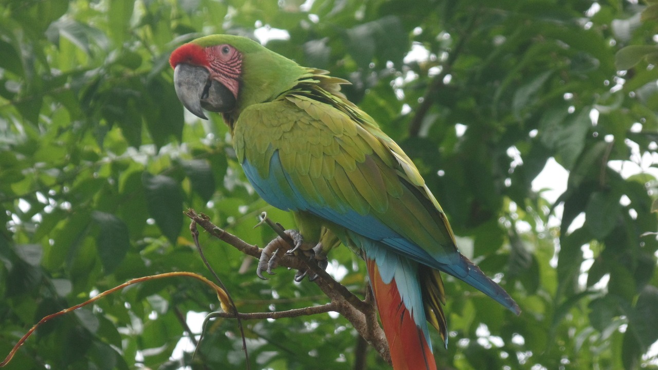 Photo of Others in Puerto Viejo de Talamanca