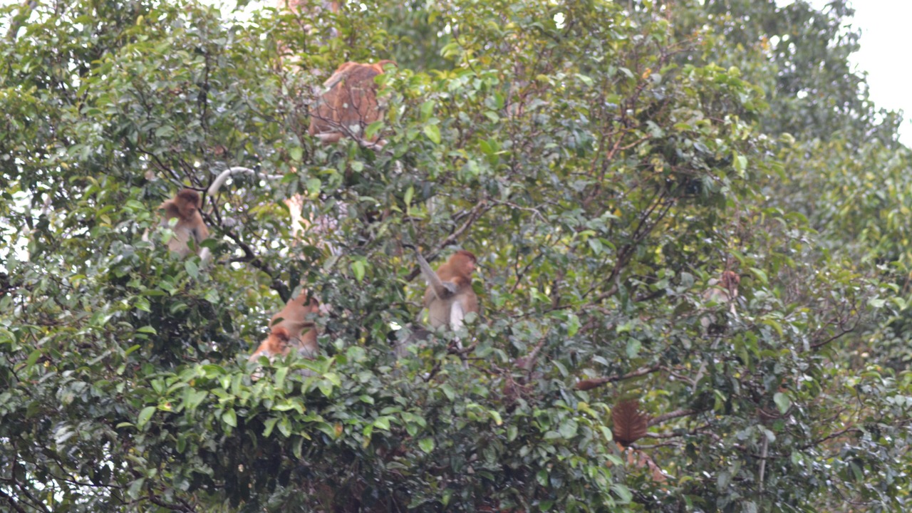 Photo of Outdoor in Kumai