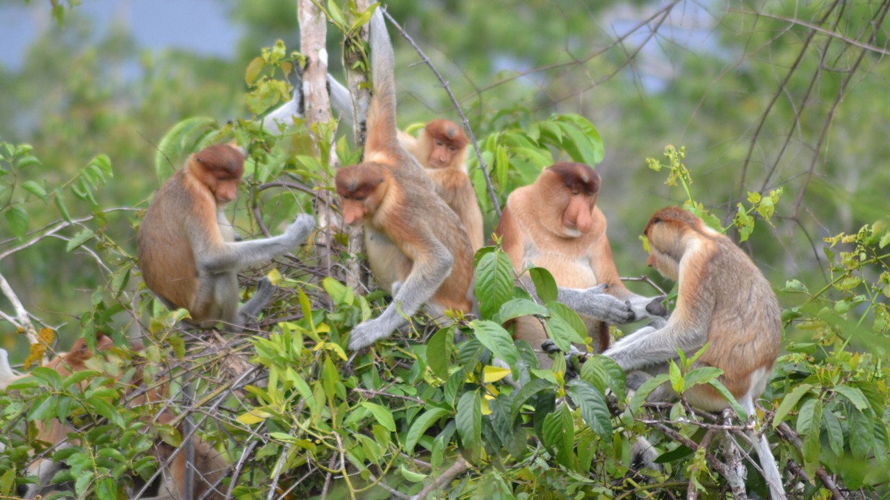 Photo of Outdoor in Kumai