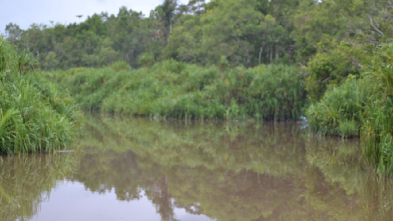 Photo of Outdoor in Kumai