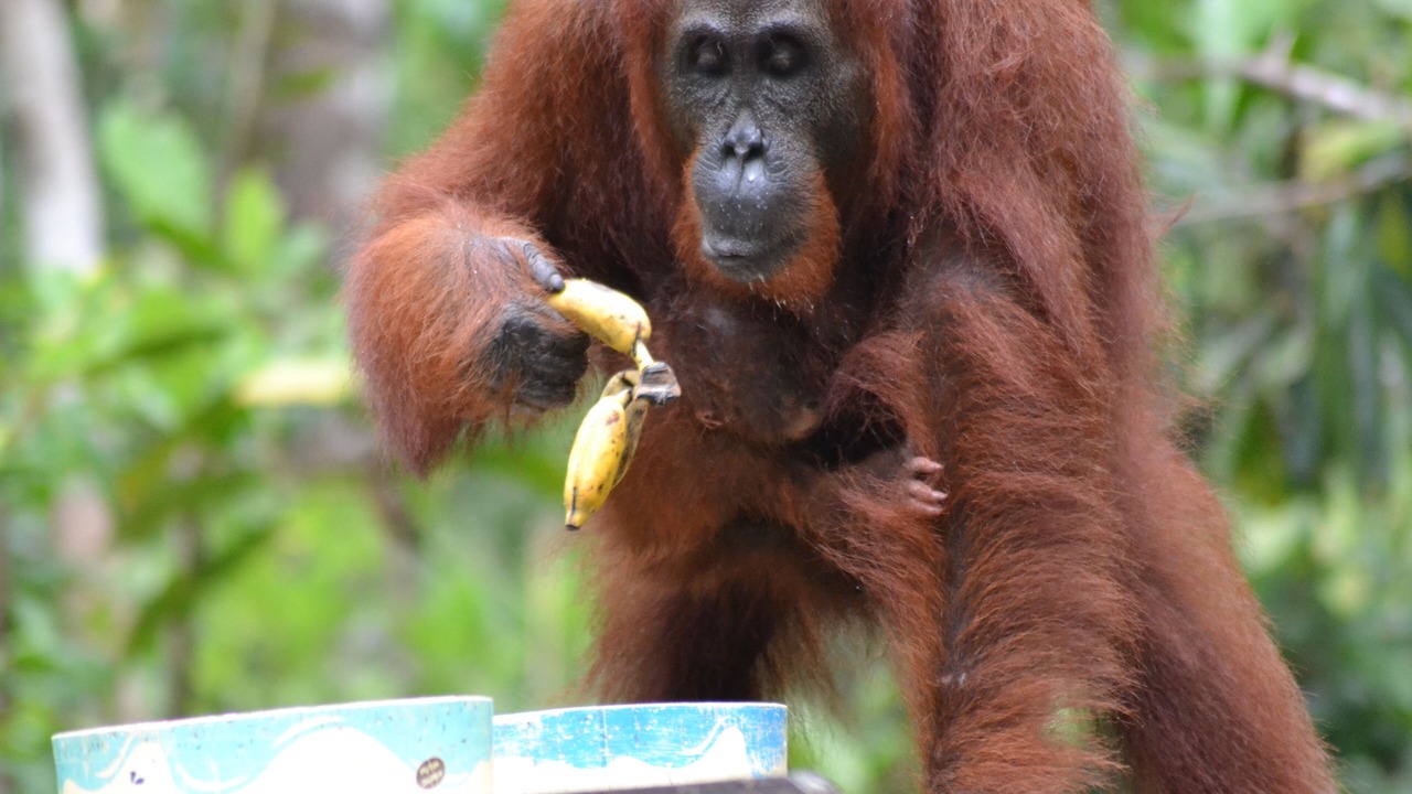 Photo of Outdoor in Kumai