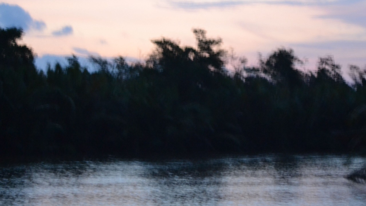 Photo of Others in Kumai