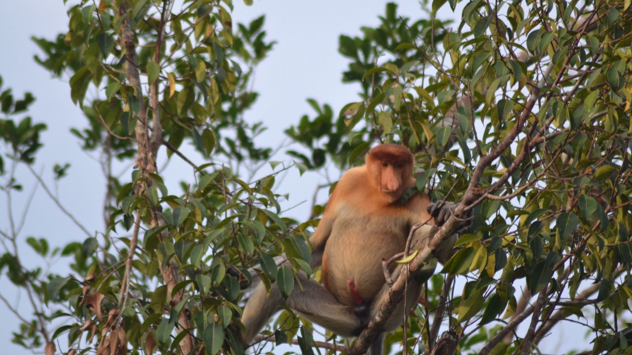 Photo of Outdoor in Kumai