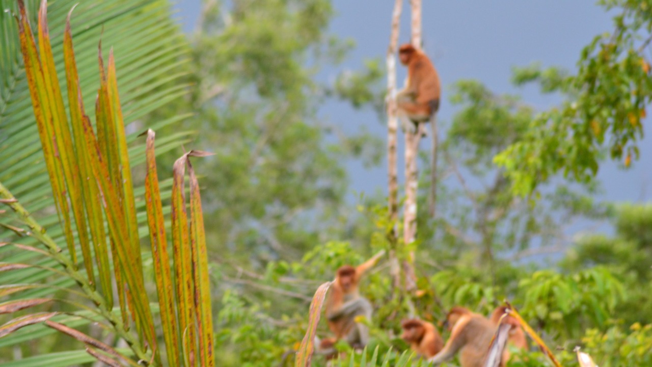 Photo of Outdoor in Kumai