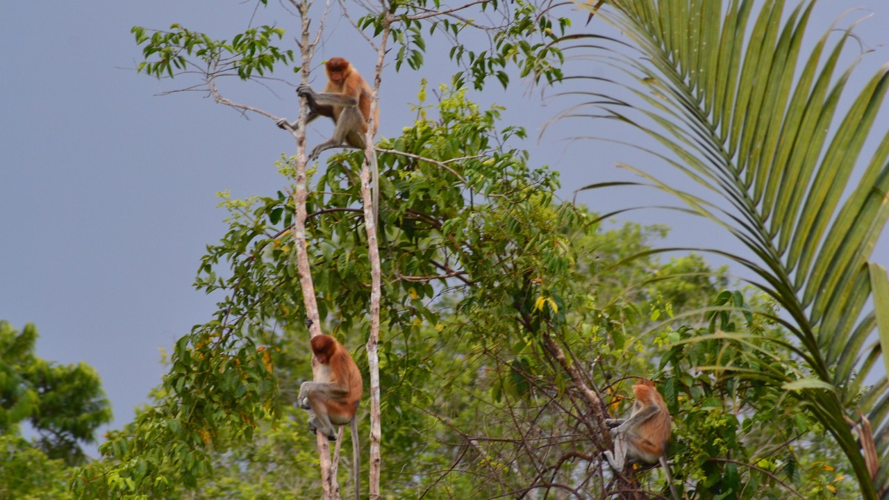 Photo of Outdoor in Kumai