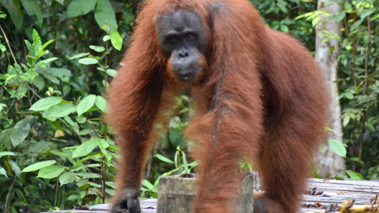 Photo of Outdoor in Kumai