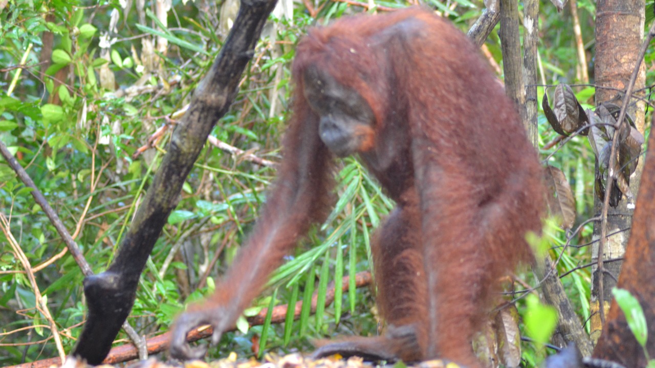 Photo of Outdoor in Kumai