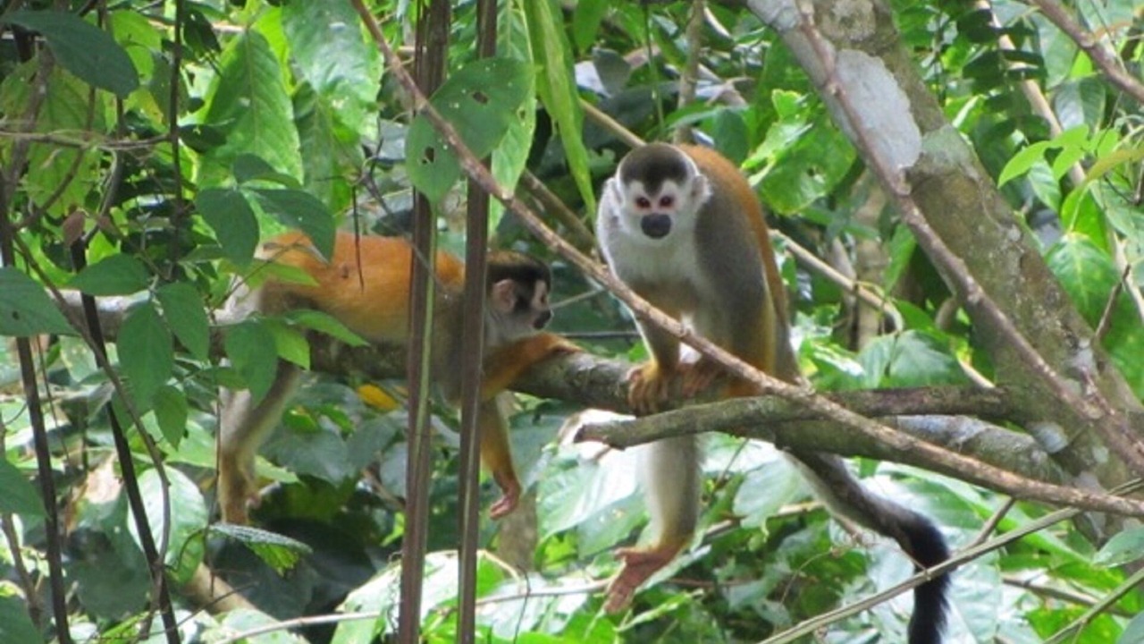 Photo of Outdoor in Parrita