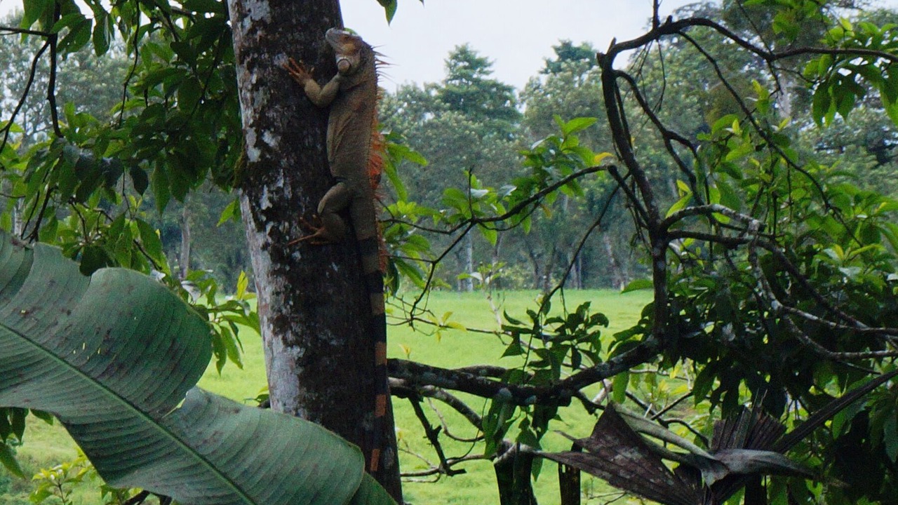 Photo of Outdoor in El Tanque