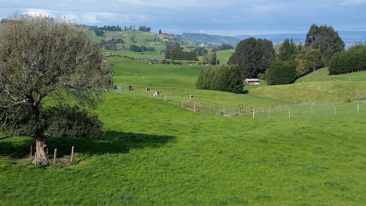 Photo of Others in Hamurana