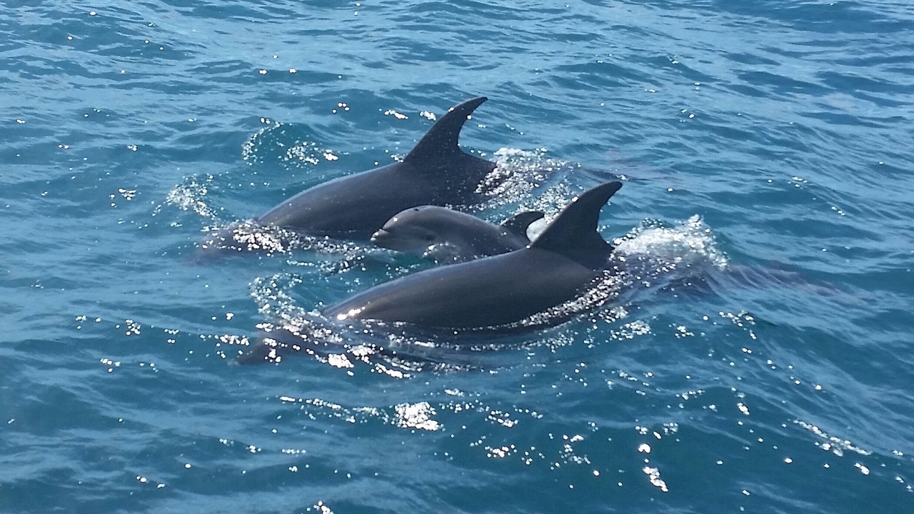 Photo of Others in Bay of Islands