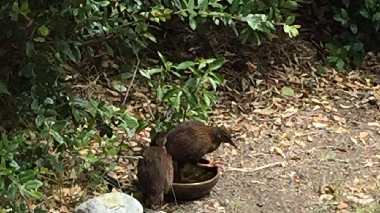 Photo of Others in Kaiteriteri