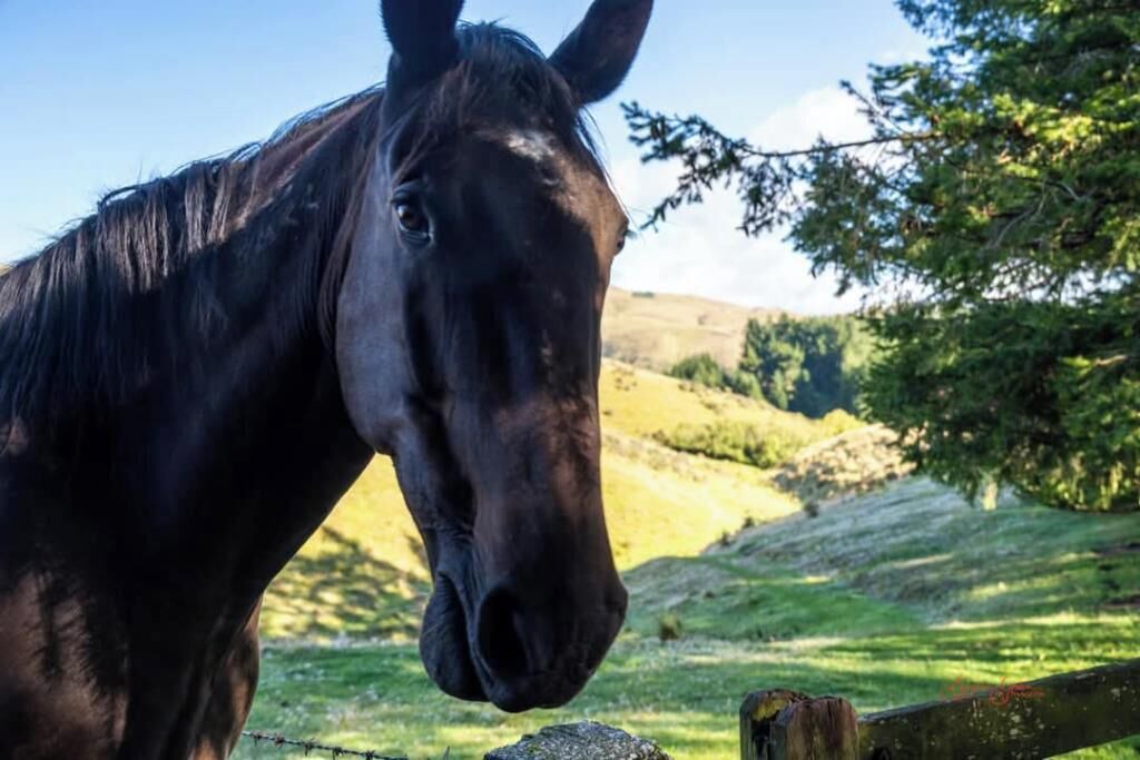 Photo of Others in Danseys Pass