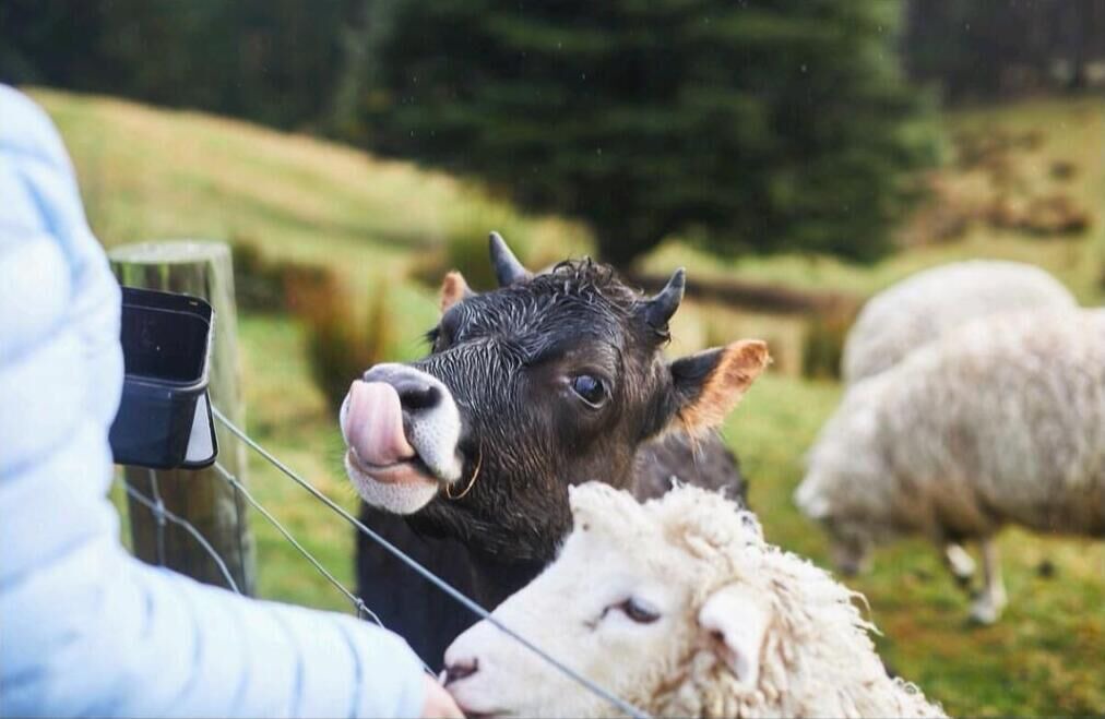 Photo of Others in Danseys Pass