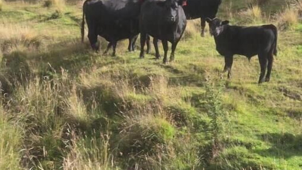 Photo of Others in Danseys Pass