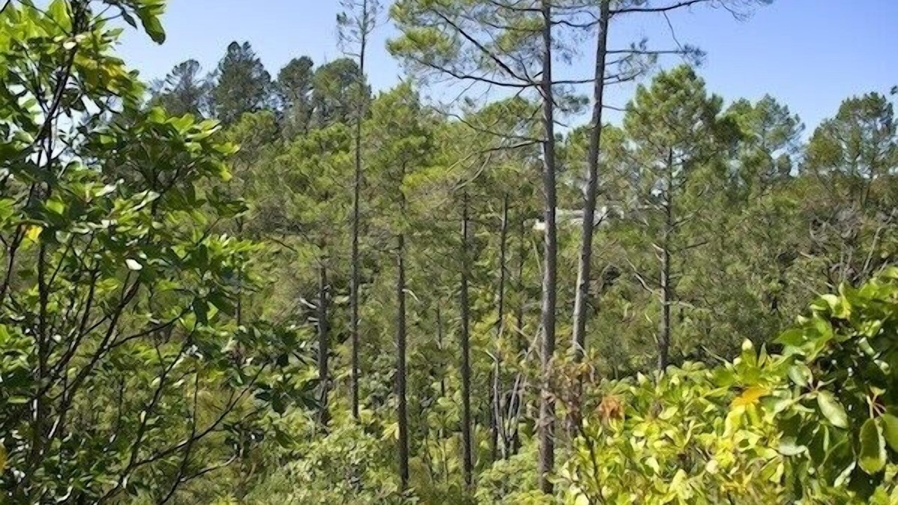 Photo of Outdoor in Tairua