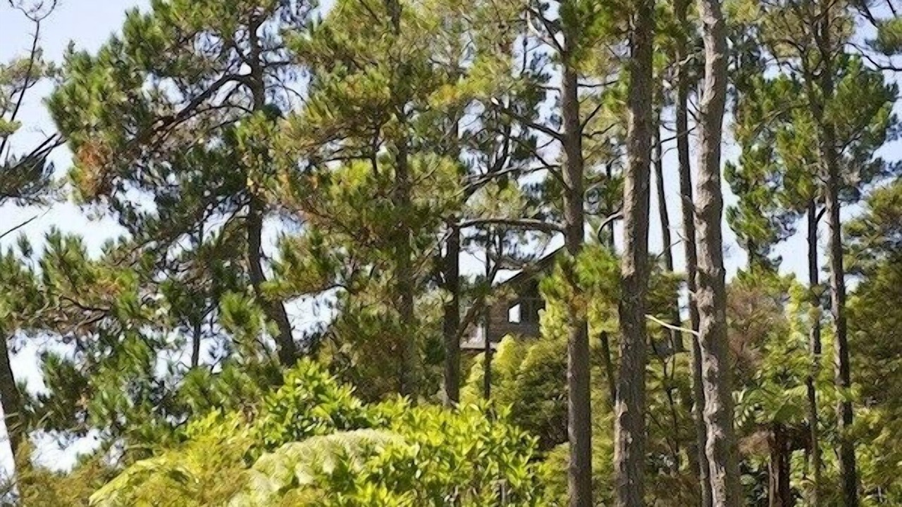 Photo of Outdoor in Tairua