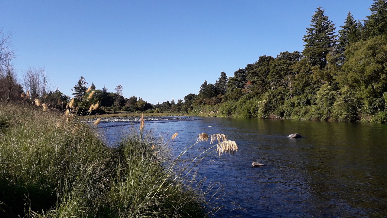 Photo of Others in Turangi