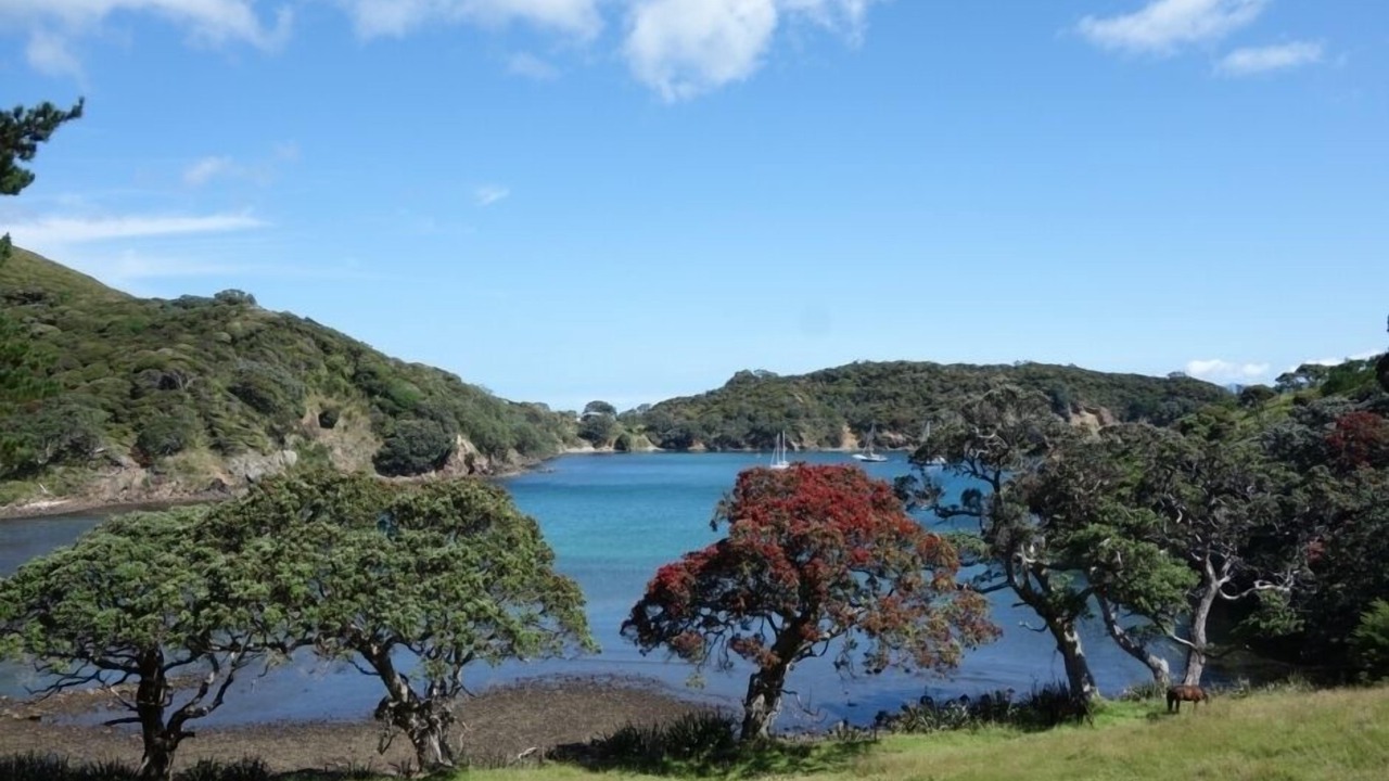 Photo of Others in Great Barrier Island
