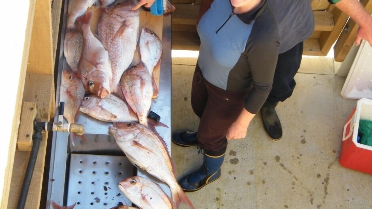 Photo of Others in Whangaroa