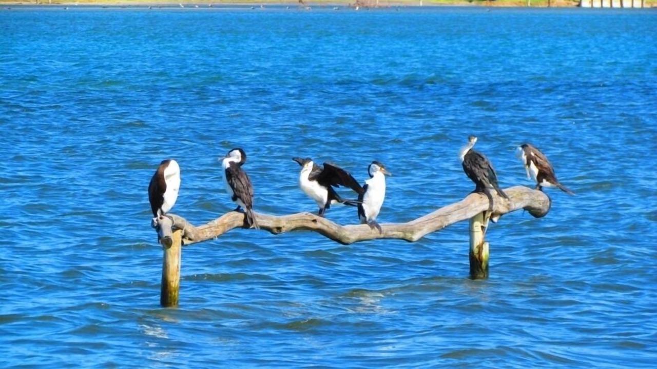 Photo of Others in Pukehina