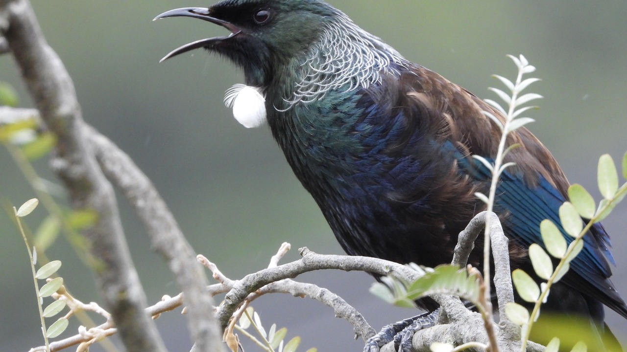Photo of Others in Waikawa Bay