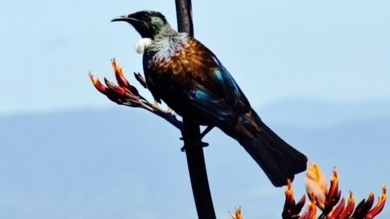 Photo of Others in Paparoa National Park
