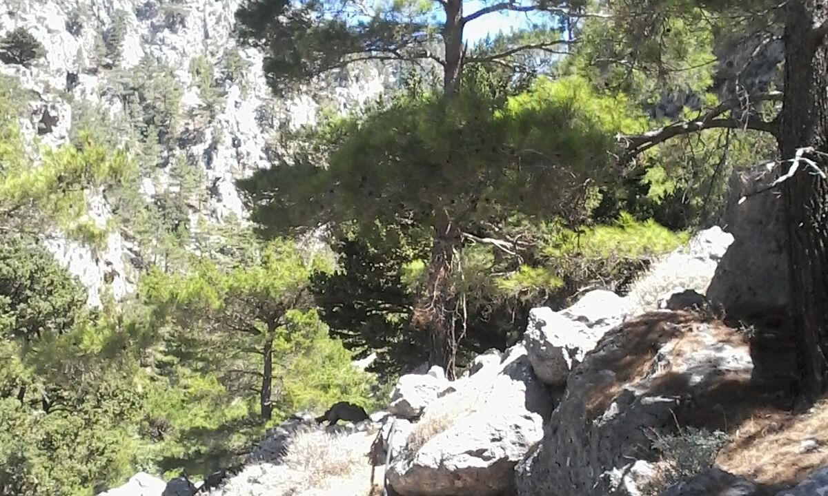 Photo of Outdoor in Moni