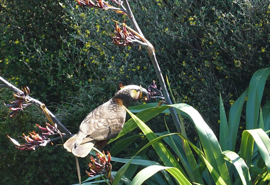 Photo of Others in Tawharanui