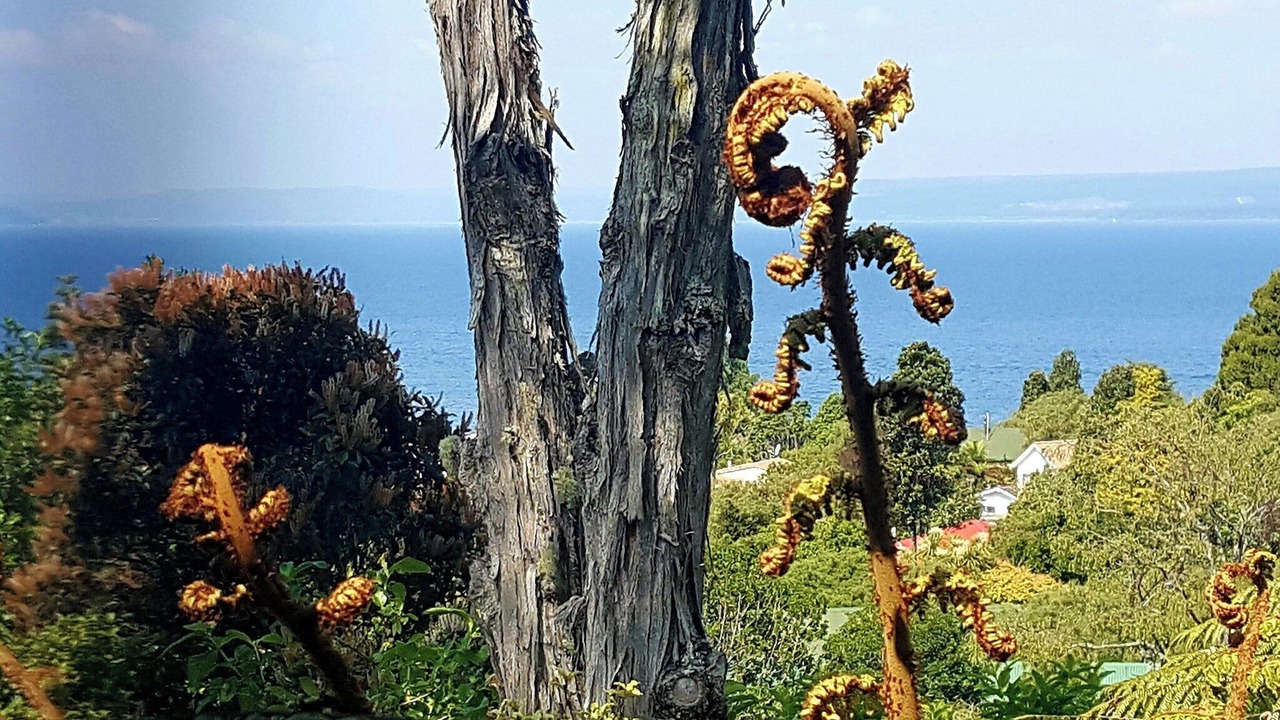 Photo of Outdoor in Pukawa
