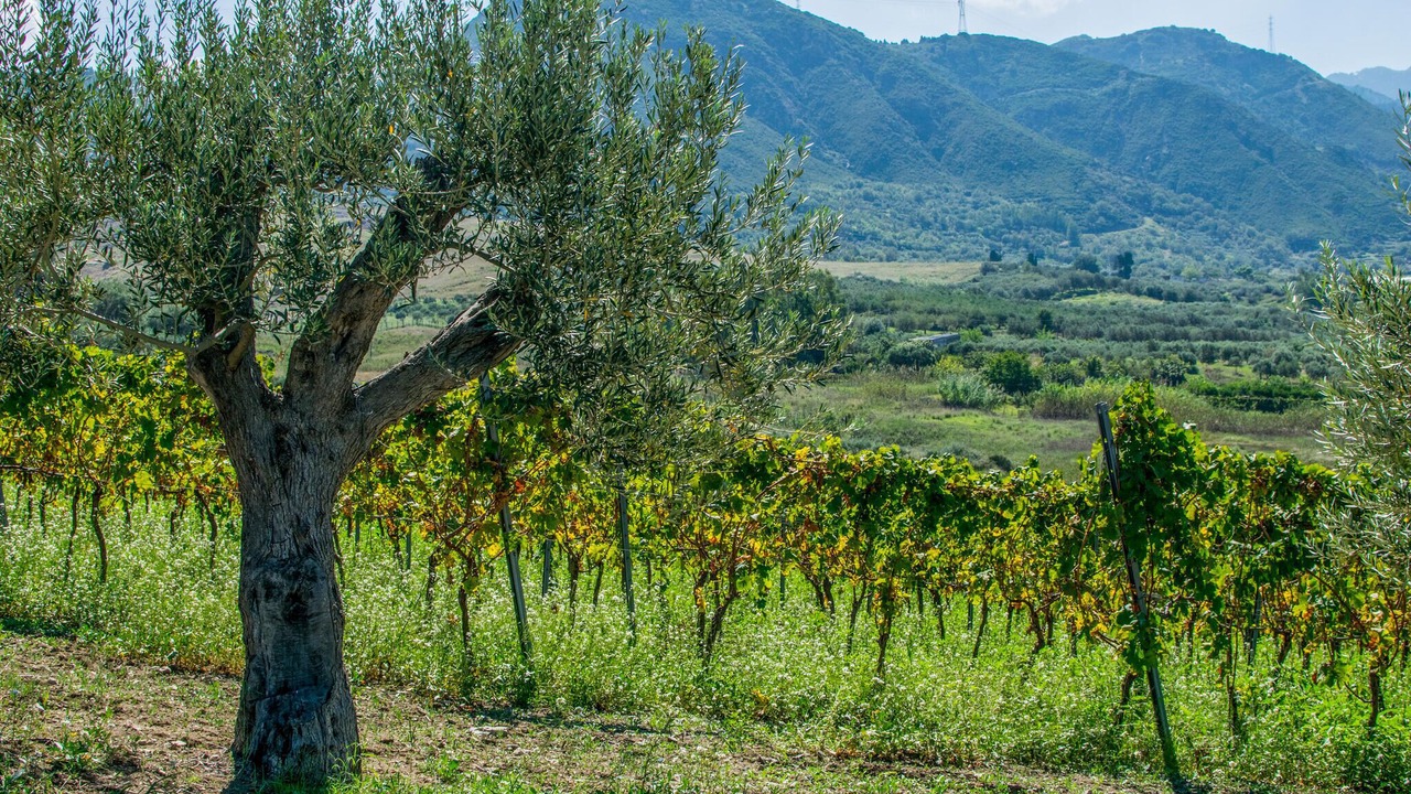 Photo of Others in Rodi Milici