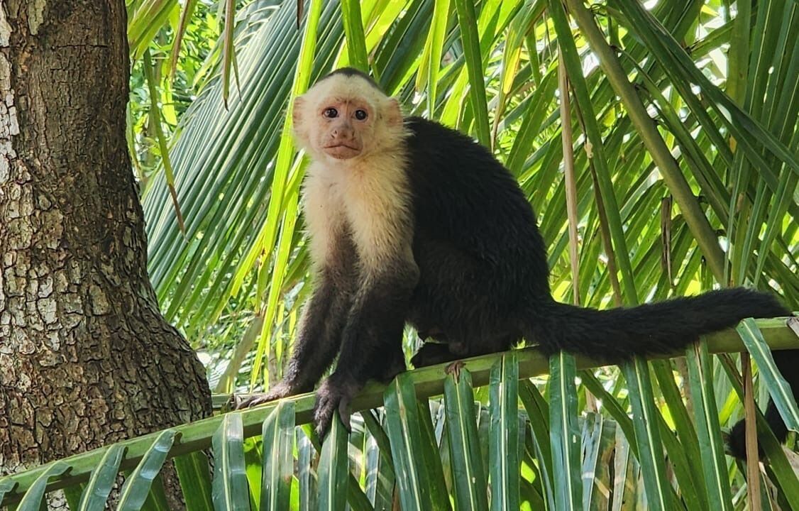 Photo of Others in Tambor