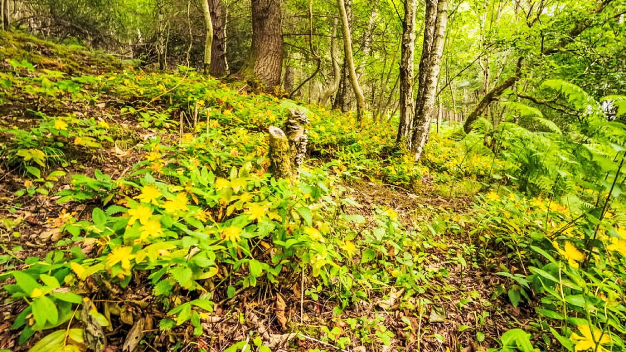 Photo of Outdoor in Invermoriston