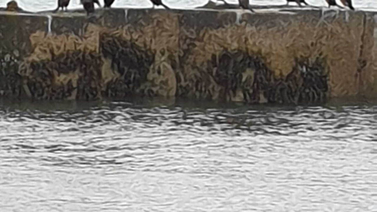 Photo of Others in Drummore