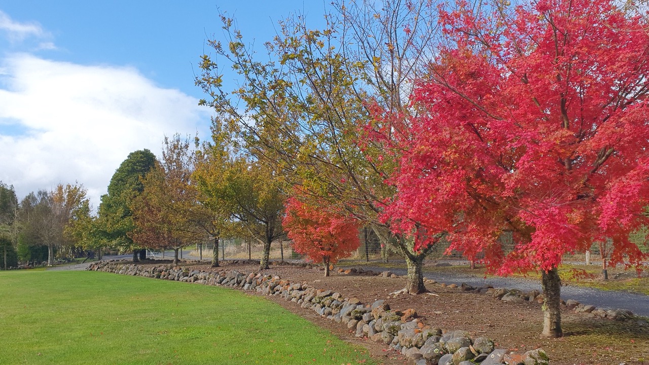 Photo of Outdoor in Horopito