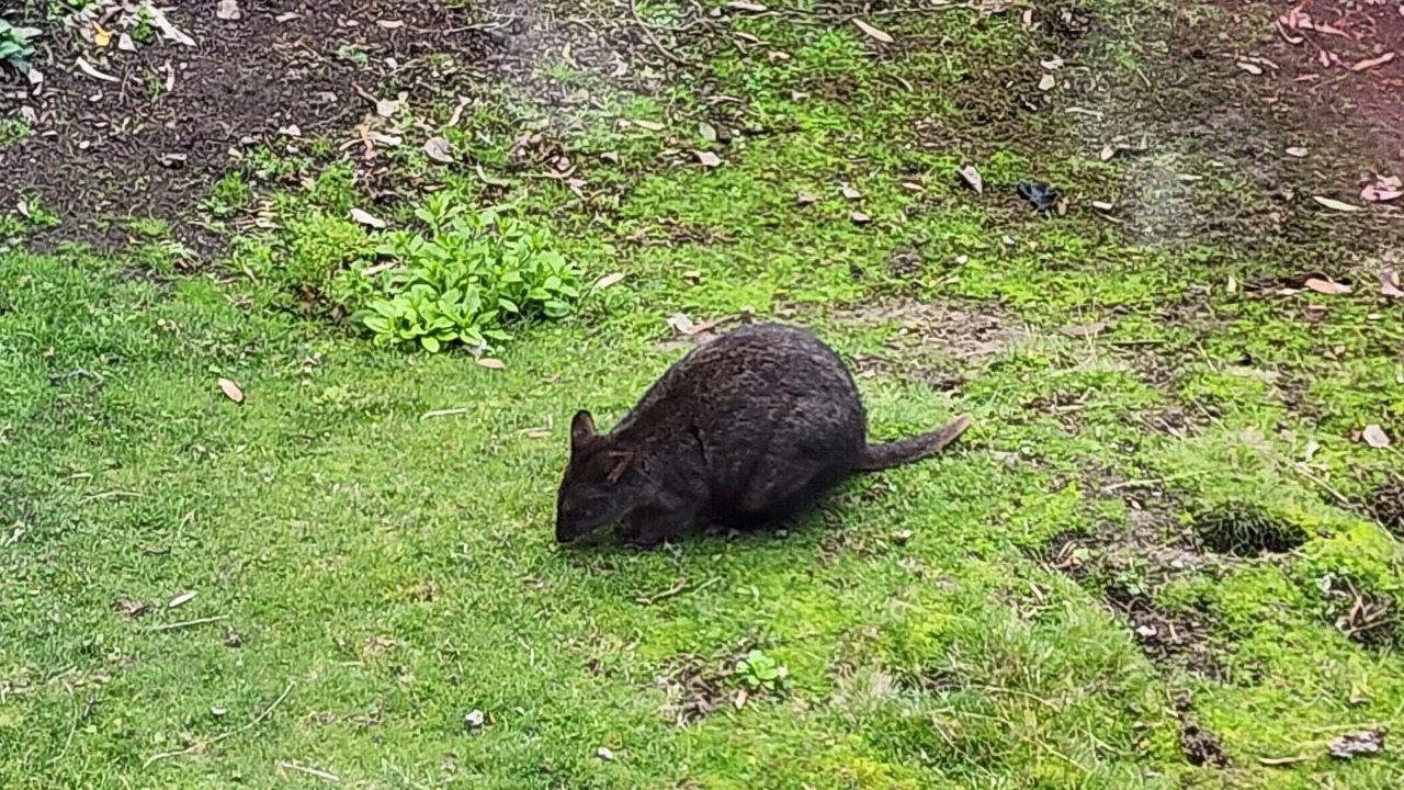 Photo of Others in South Hobart