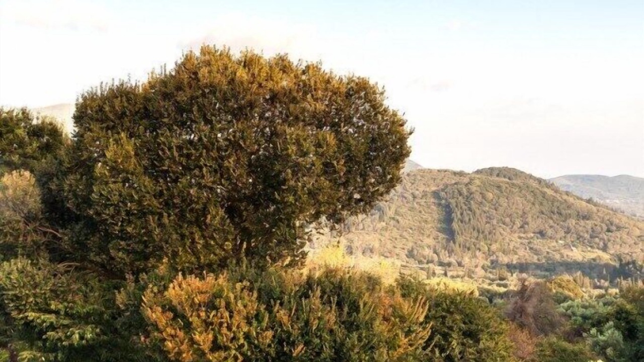 Photo of Others in Kato Pavliana