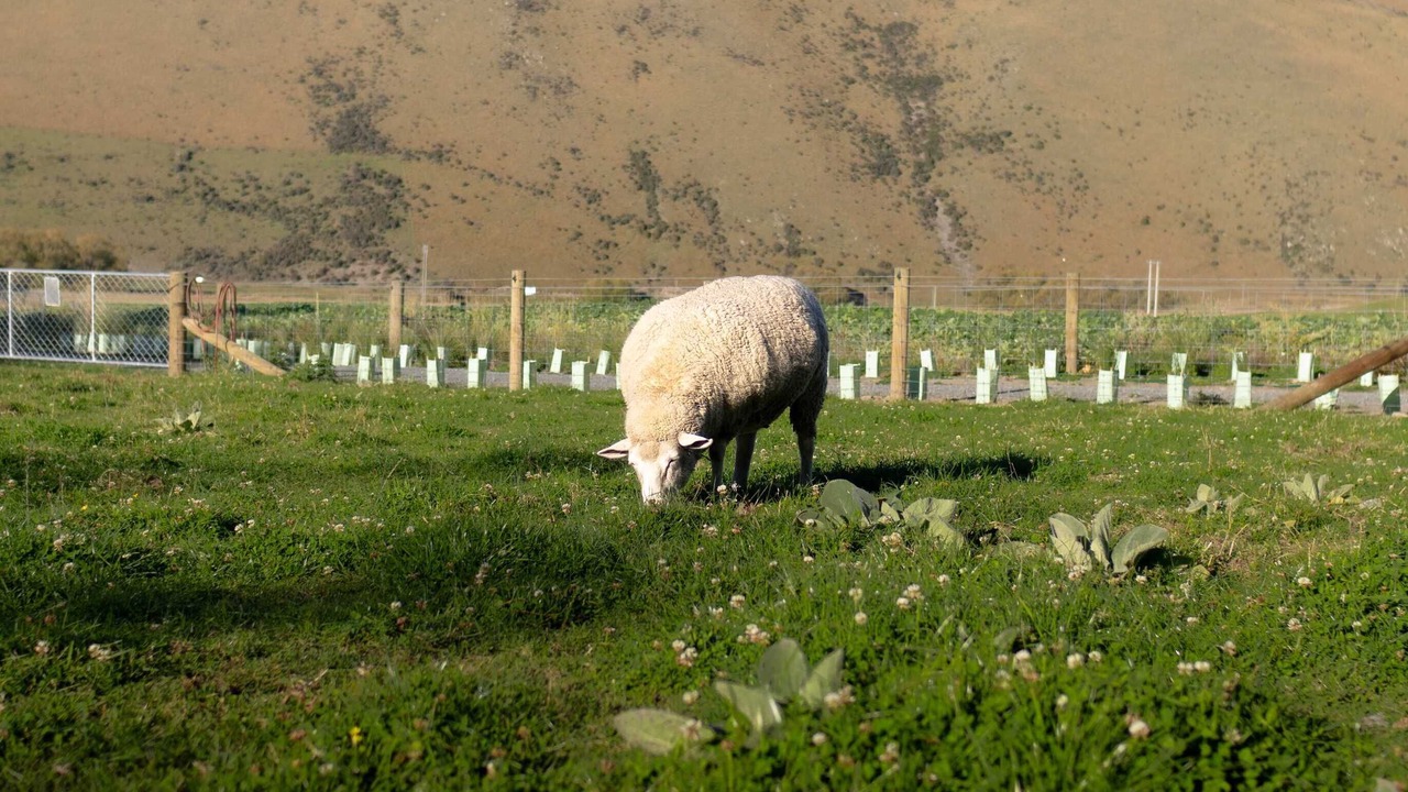 Photo of Others in Mackenzie Country