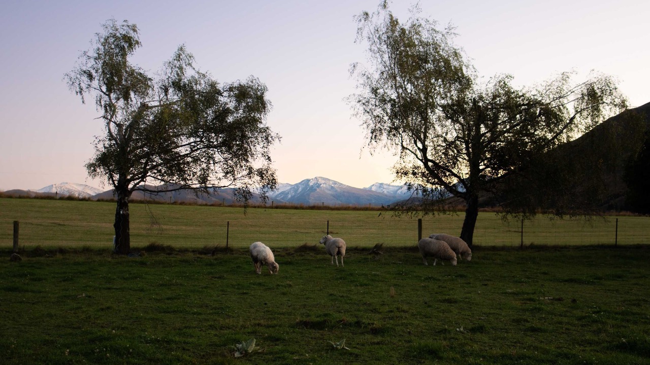 Photo of Others in Mackenzie Country